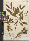 Foto von Salix alba L. x Salix fragilis L.
